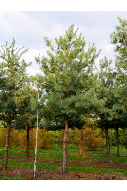 Сосна звичайна на штамбі посадка